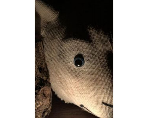 Maria's Tale  (фильм 2018) смотреть онлайн