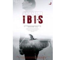 Хохлатый ибис (2017)