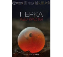 Нерка. Рыба красная (2020)