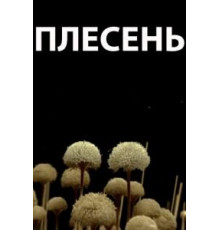 Плесень (2009)